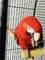 Loro del Macaw del Greenwing del bebé para la venta - Foto 1