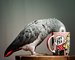 Loros africanos grises