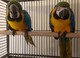 Macaw azul y oro Bebés - 4 meses de edad - Foto 1