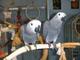 Macho y hembra de loros grises africanos para la venta