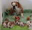 Maravilloso bulldog inglés listo para casa nueva - Foto 1