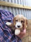 Miniatura cockapoo cachorros