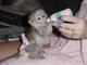 Monos capuchinos - Foto 1