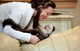 Monos capuchinos de raza pura para adopción