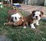 Niza cachorros Bulldog Inglés - Foto 1