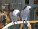 Pájaro de loros handraised de color gris africano