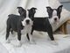 Preciosos cachorros de Boston Terrier en busca de nuevas - Foto 1