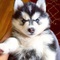 Regalo adorables cachorros de siberiano husky terrier por endulz - Foto 1