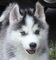 Regalo bellissima di piccola siberiano husky terrier con pedigre