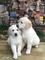 Regalo cachorros de Golden Retriever Disponible - Foto 1