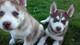 Regalo ccachorros de la siberiano husky por endulza la - Foto 1