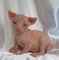 Regalo totalemente gratis sphynx gatitos para adopcion - Foto 2
