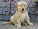 Registrado Golden cachorros disponibles - Foto 1