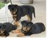 Rottweiler cachorros listos para la venta