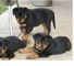 Rottweiler cachorros listos para la venta