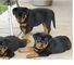 Rottweiler cachorros listos para la venta - Foto 2
