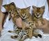 Sabana africana exótica y gatito de serval