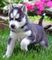 Siberian huskies! puppies!