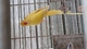 Tengo pares amarillos de la cría de parakeet del ringneck para la