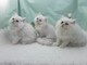Tica registrado gatitos persas (por favor póngase en contacto con