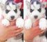 Vendo husky siberiancon papeles akc tiene un año