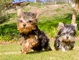 Yorkie cachorro disponible - Foto 1