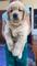 Adorable Golden Retriever cachorros para su adopción - Foto 1