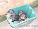 Adorable Rottweiler cachorros, necesita un buen hogar - Foto 1