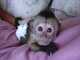 Adorable y sano monos capuchinos y monos titi con vacunas