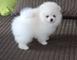 Amar enana de pomerania pomerania cachorro con papeles