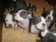 American pit bull terrier cachorros