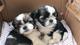 Ayude a nuestros maravillosos cachorros shih tzu a un nuevo hogar