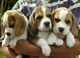 Beagle cachorros - para casas nuevas