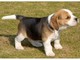 Beagle tan lindo esperando y buscando una familia amorosa
