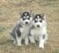 Bellisimos cachorros de Husky - Foto 1