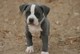 Blue nose pitbull cachorros