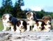 Border Collie cachorros-- contacto de inmediato - Foto 1