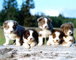 Border collie cachorros-- contacto de inmediato