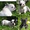 Bulldog francés cachorros feliz de ir y conocer a su nuevo dueño - Foto 1
