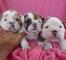 Bulldogs machos y hembras cachorros para regalos - Foto 1