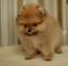 Buscas pomeranias? Cachorritos impresionantes de pomerania - Foto 1