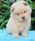 Cachorritos disponibles de chow chow