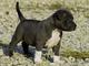 Cachorros American Pitbull terrier para adopción ahora - Foto 1