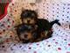 Cachorros criados en casa yorkie para rehoming - Foto 1