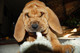 Cachorros de sabueso Espanol, Disponible - envíeme un correo elec - Foto 1