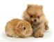 Cachorros dulce juguete Spitz / Pomeranianan - Foto 1