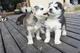 Cachorros Husky siberiano de pie disponibles - Foto 1