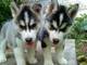 Cachorros husky siberiano en adopcion 1€