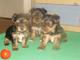 Cachorros yorkshire terrier vacunados y desparacitado 