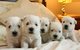 Camada west highland white terrier